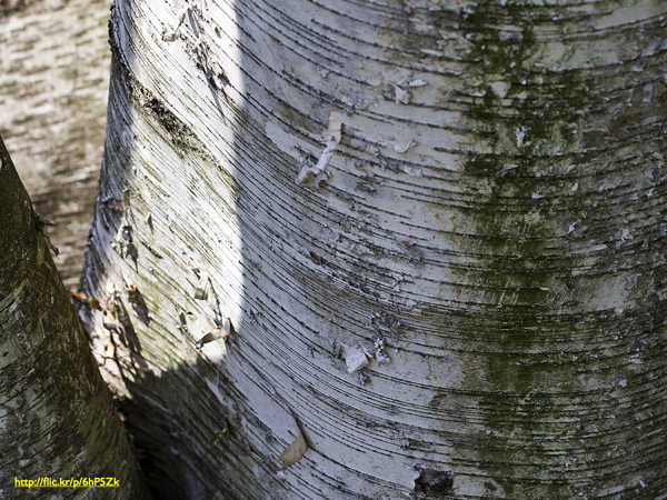 The trunk of a white tree