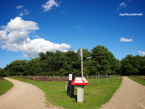 A forked path