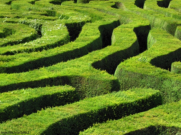A hedgerow maze