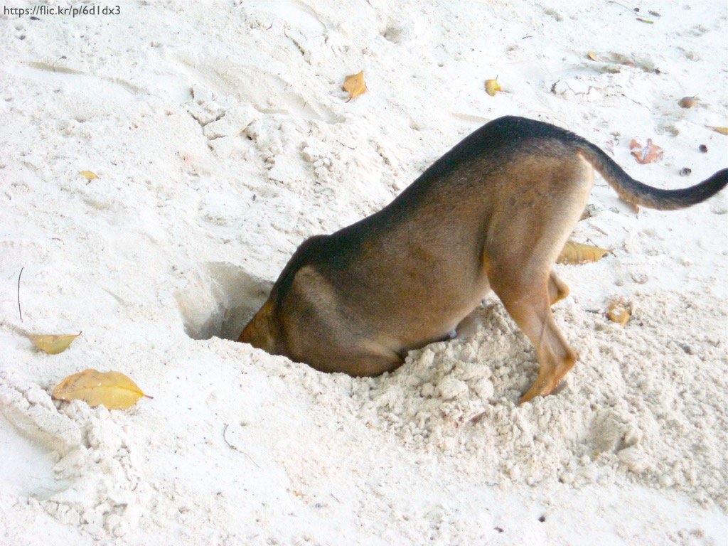 A dog with its head buried completely in the sand on a beach.